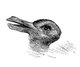 Duck-Rabbit optical illusion first published in Fliegende Blatter (Munich), October 23, 1892, p. 147. The same drawing, or a similar version, has subsequently been attributed to Joseph Jastrow (1899) and quite erroneously to Ludwig Wittgenstein (2002). The Fliegende Blatte version, by an anonymous artist, appears to be the oldest and first published version.